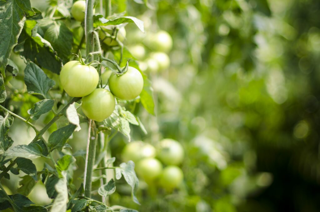 Tomatenanbau in Ihrem Garten oder Gewächshaus.
