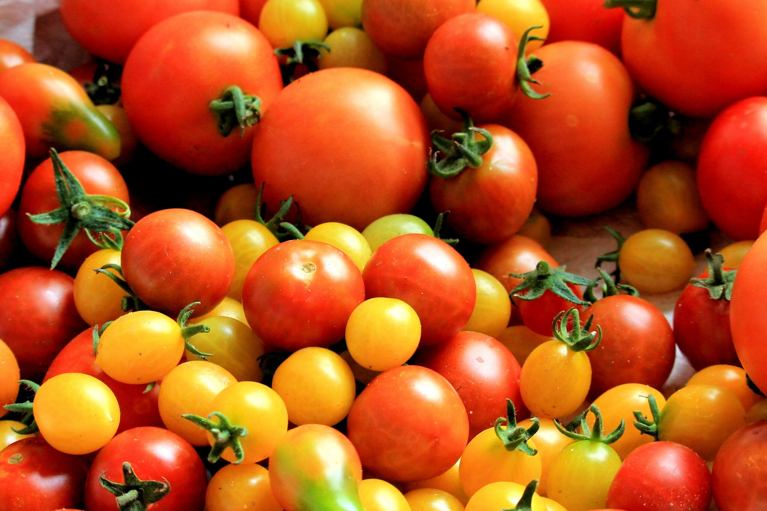 unterschiedliche Tomatensorten die wir in diesem Artikel vorstellen