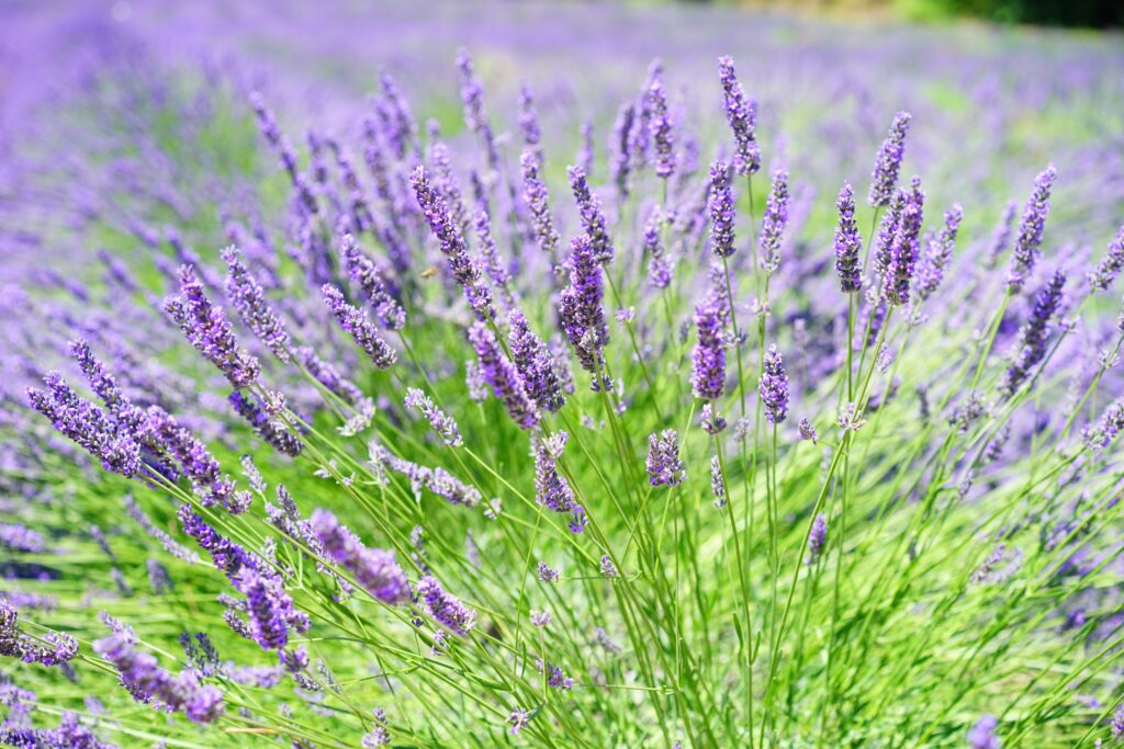 Lavendel im Garten