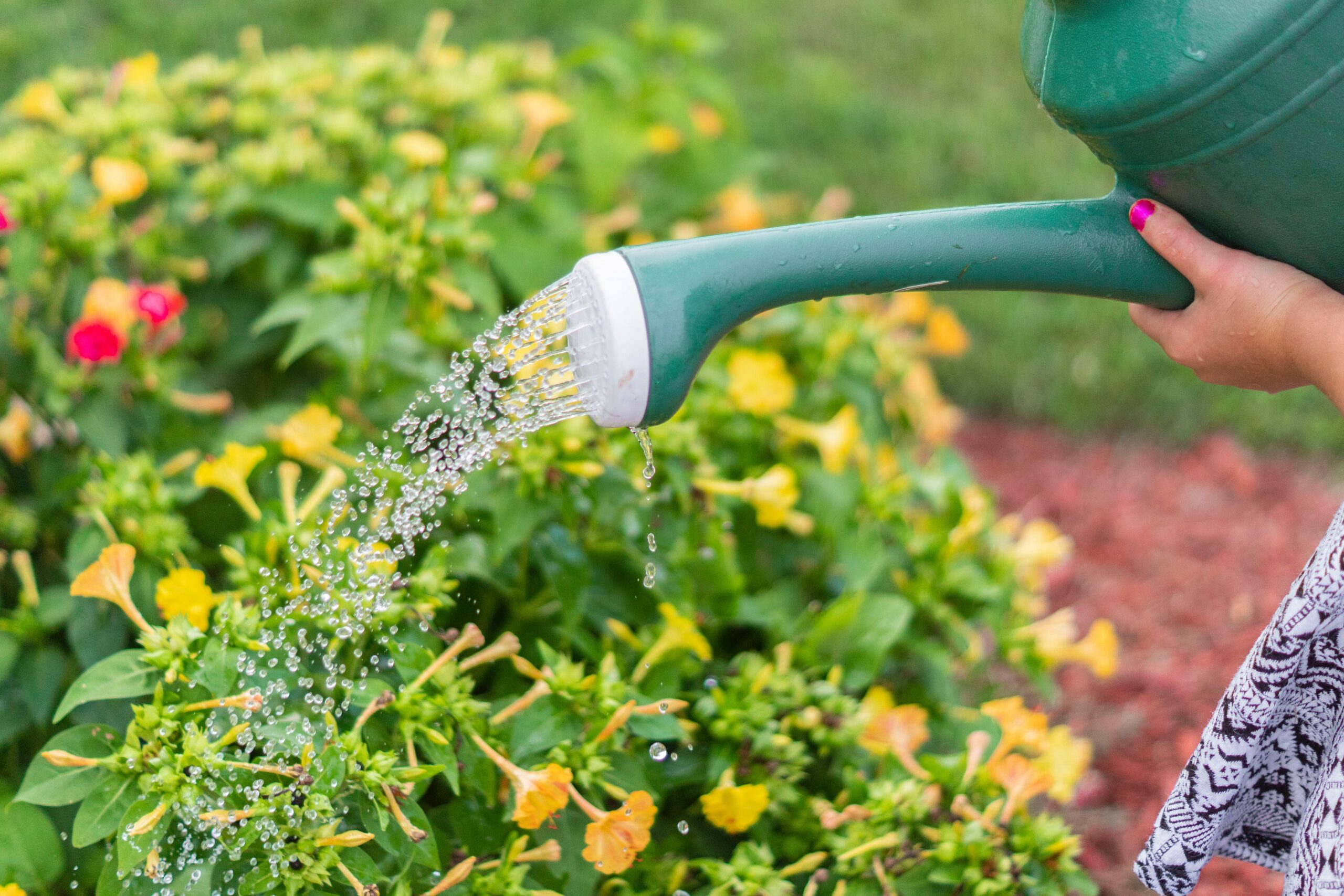 Pflanzen im Garten werden mit einer grünen Gießkanne gegossen
