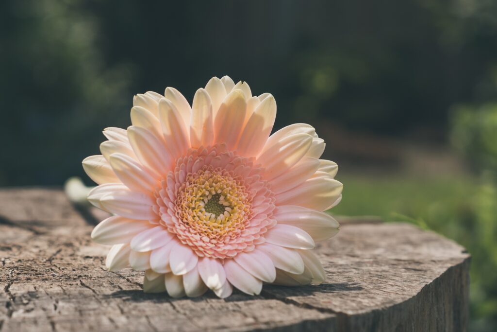 Gerbera Daisy 