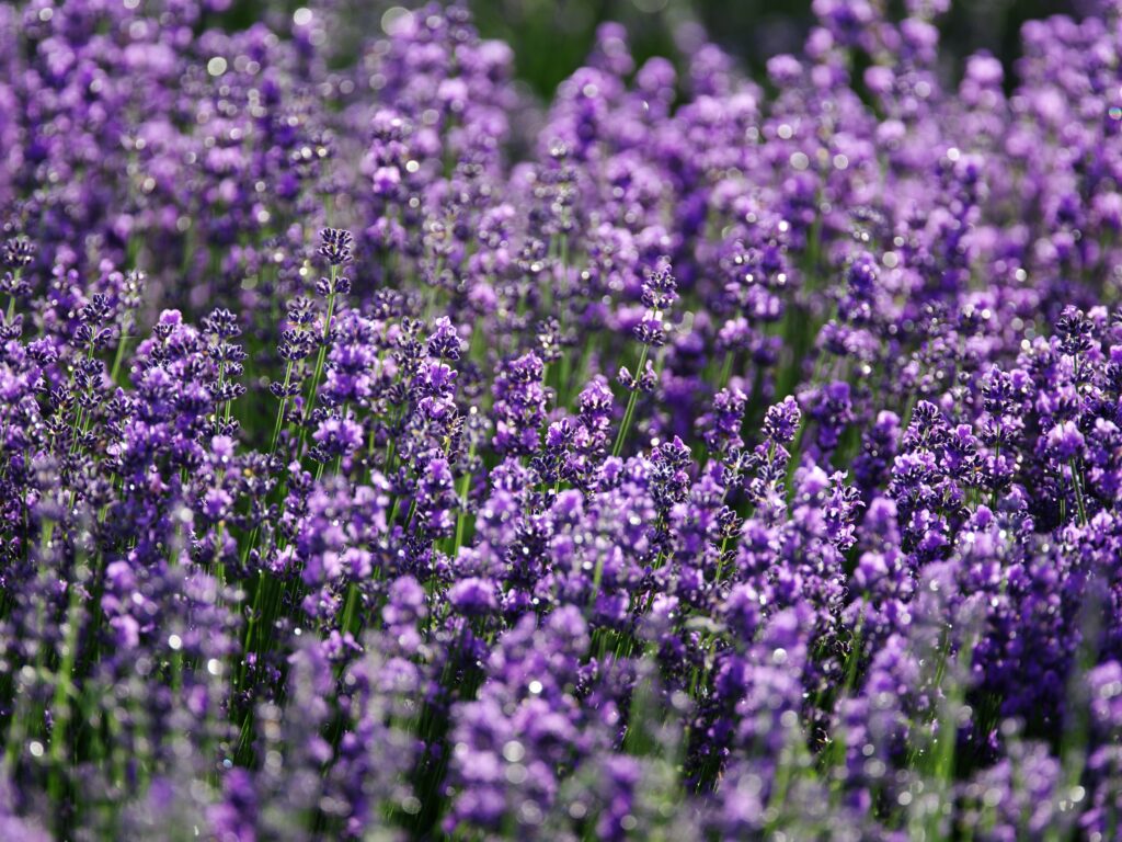 Lavendel im Garten hilft bei der Entspanung