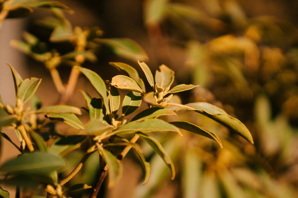 Ficus Benjamini im warmen Sonnenlicht