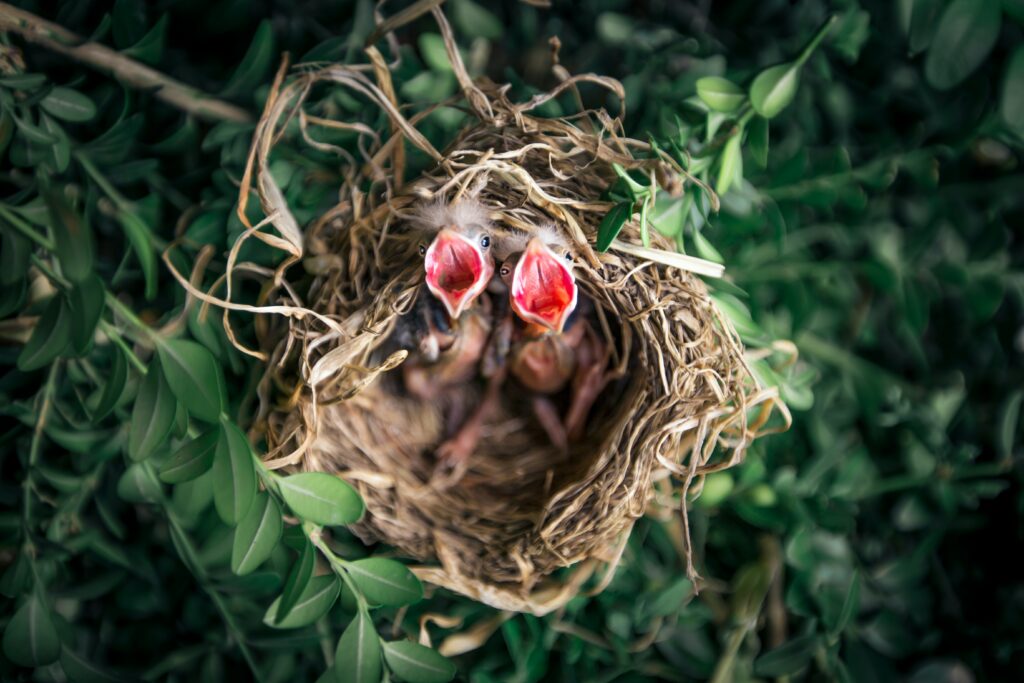 Ein Vogelnest mit zwei Küken die ihre Schnäbel aufreißen