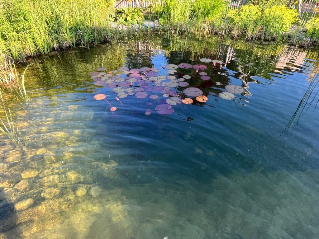Aqua 5 Dry für kristallklares Gartenteichwasser