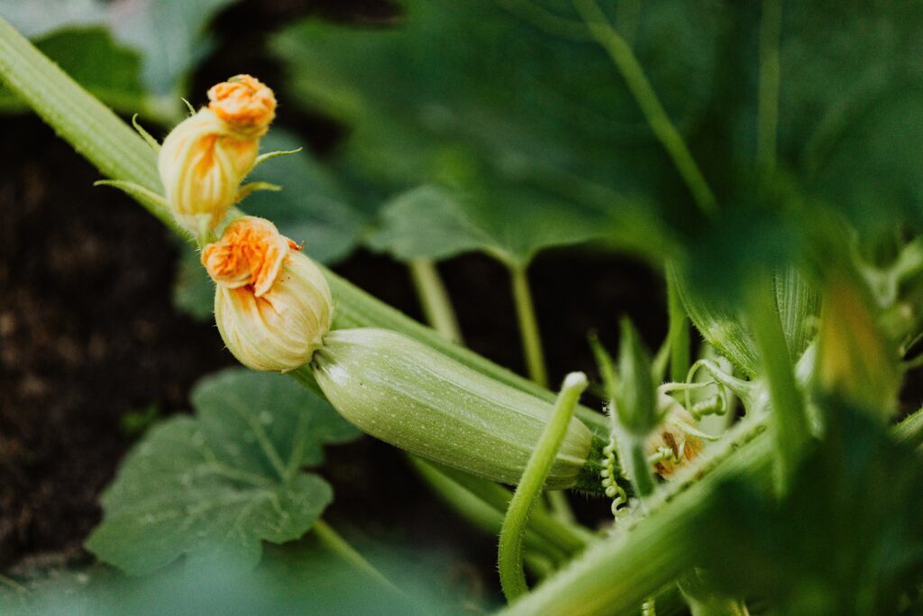 Eine Zucchini Pflanze mit einer Blüte Symbolbild für Mehltau im Garten