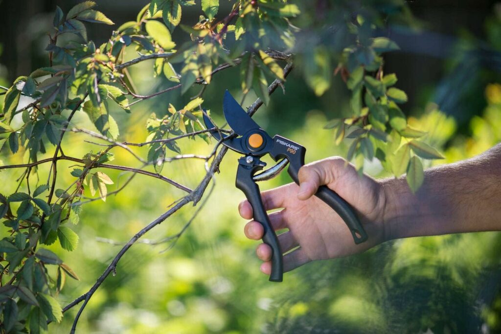 Der grüne Zweig eines Baums wird mit einer Fiskars Gartenschere geschnitten