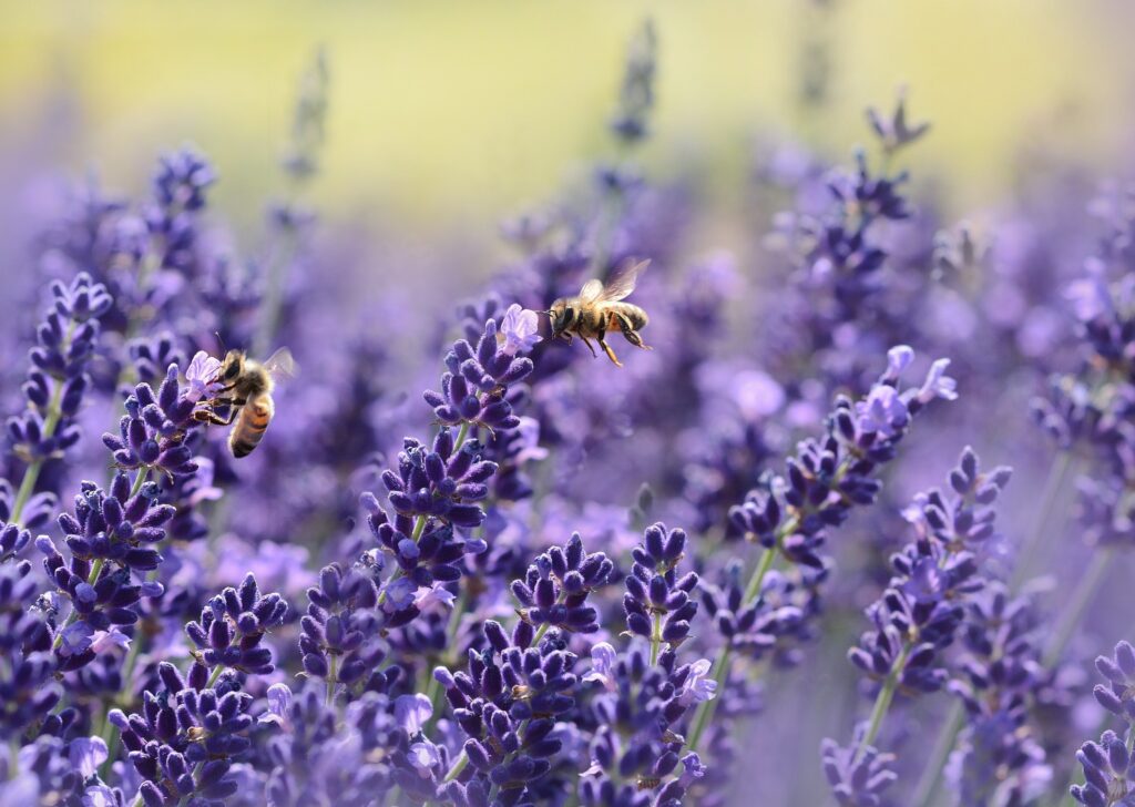 Lavendel (Lavandula): Ein aromatisches Kraut mit lila Blüten, das oft in der Parfümherstellung verwendet wird.