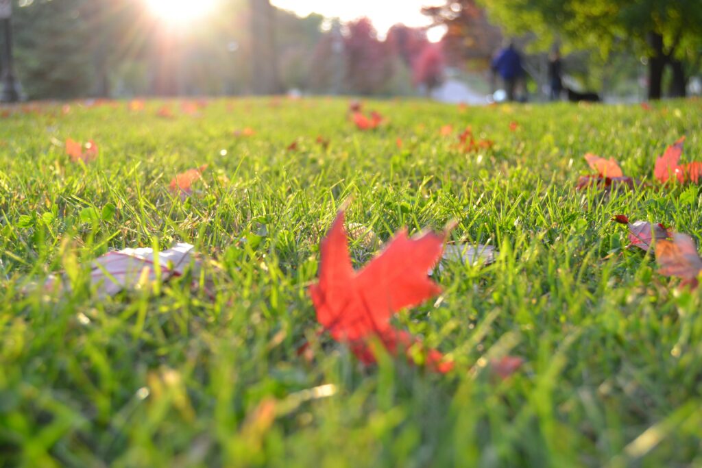 Ein buntes Herbstblatt eines Ahornbaums liegt auf dem Rasen