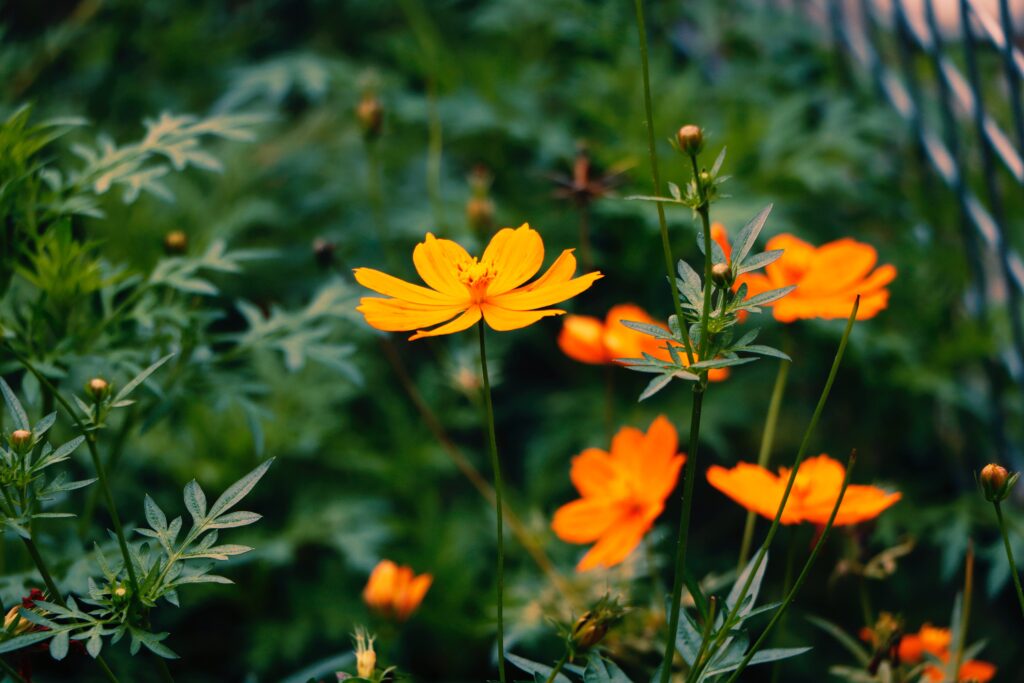 Eine Blume blüht im Schatten eines Gartens 
