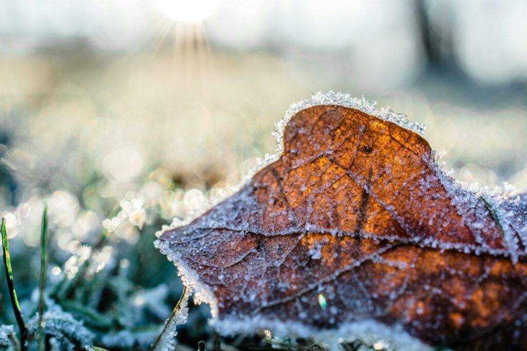 Ein Blatt mit Frost liegt auf einem mit Frost überzogenen Rasen